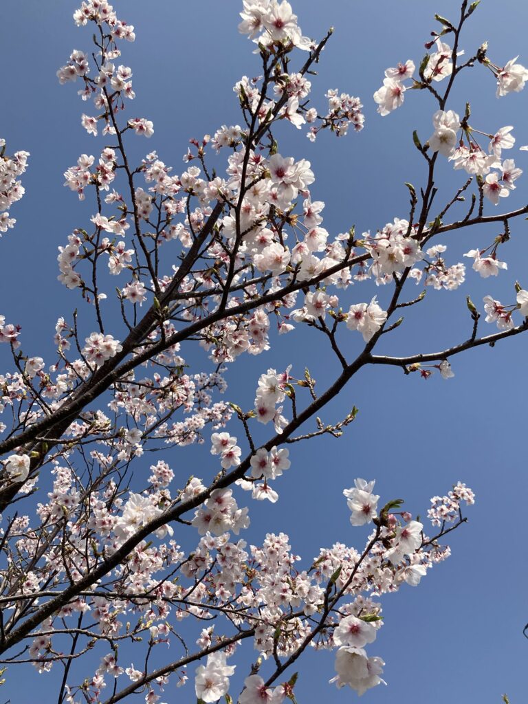 Sakura